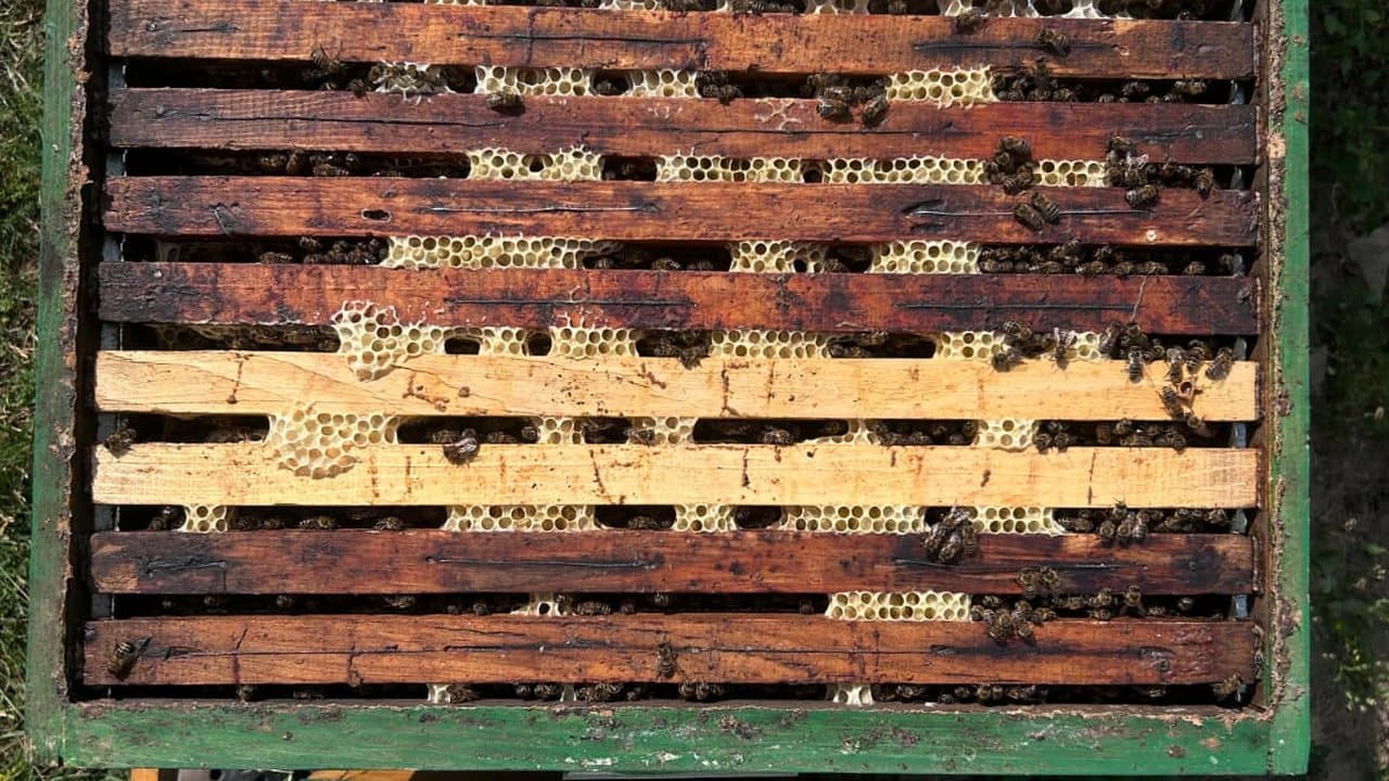 Apiary in Gacko 10