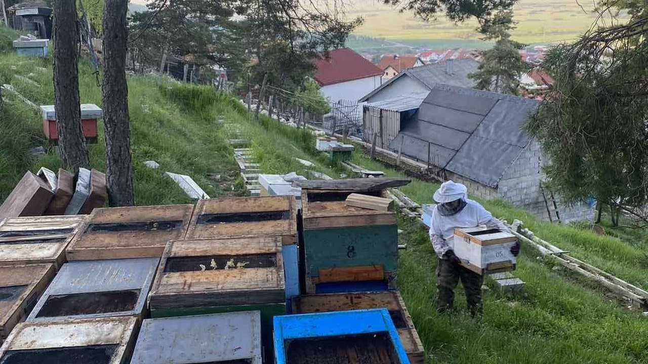 Apiary in Gacko 12