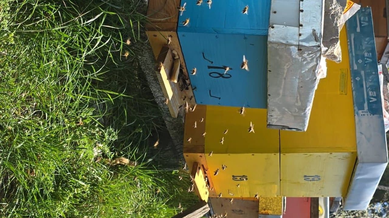 Apiary in Gacko 7