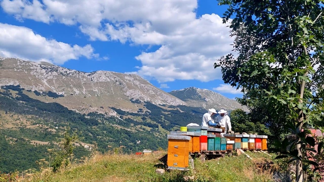 Apiary in Izgori 11
