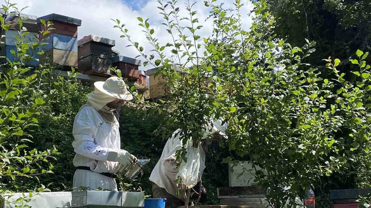 Apiary in Izgori 12