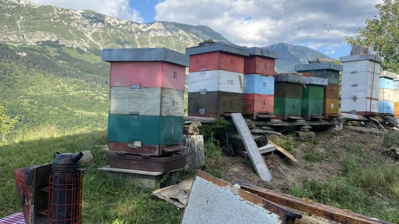 Apiary in Izgori 13