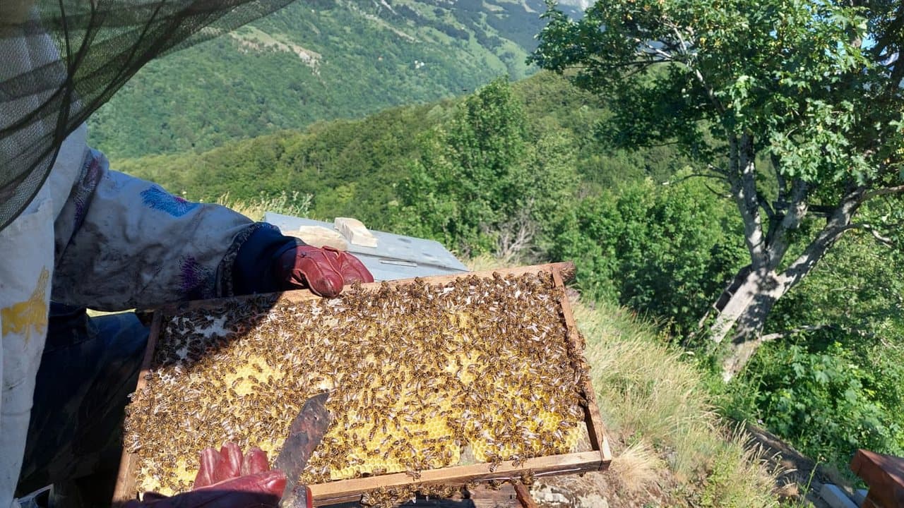 Apiary in Izgori 15
