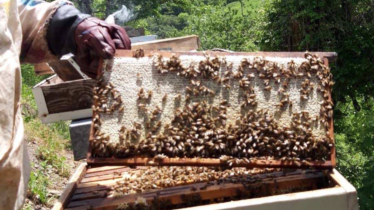 Apiary in Izgori 16