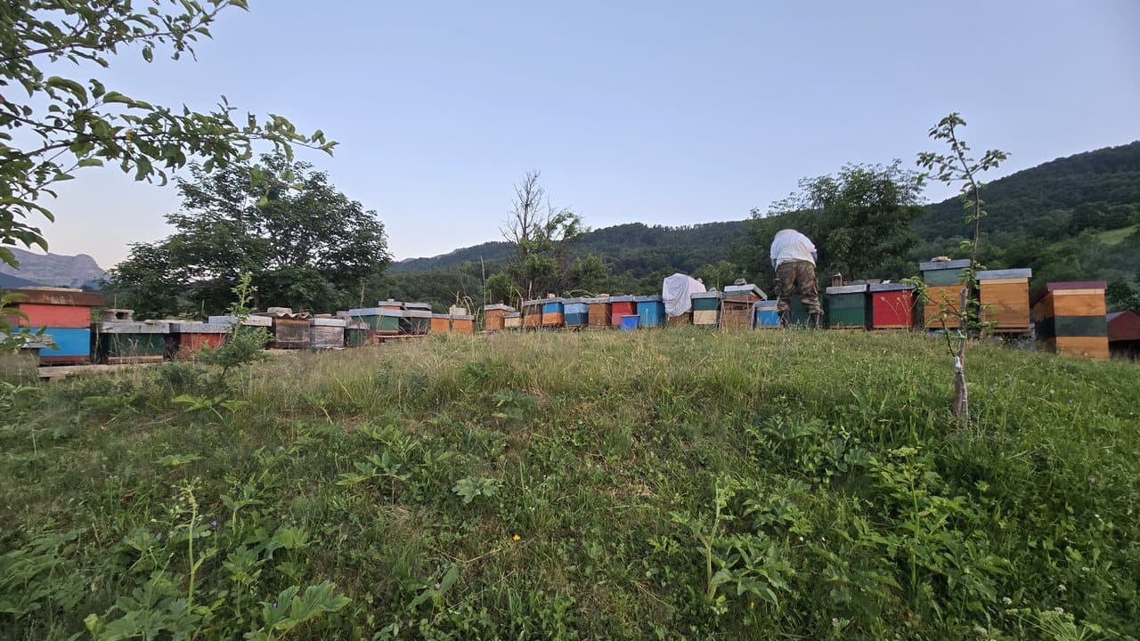 Niz košnica u zoru, Izgori