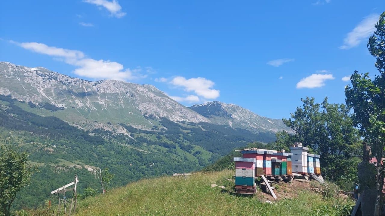 Košnice pred kraškim masivom