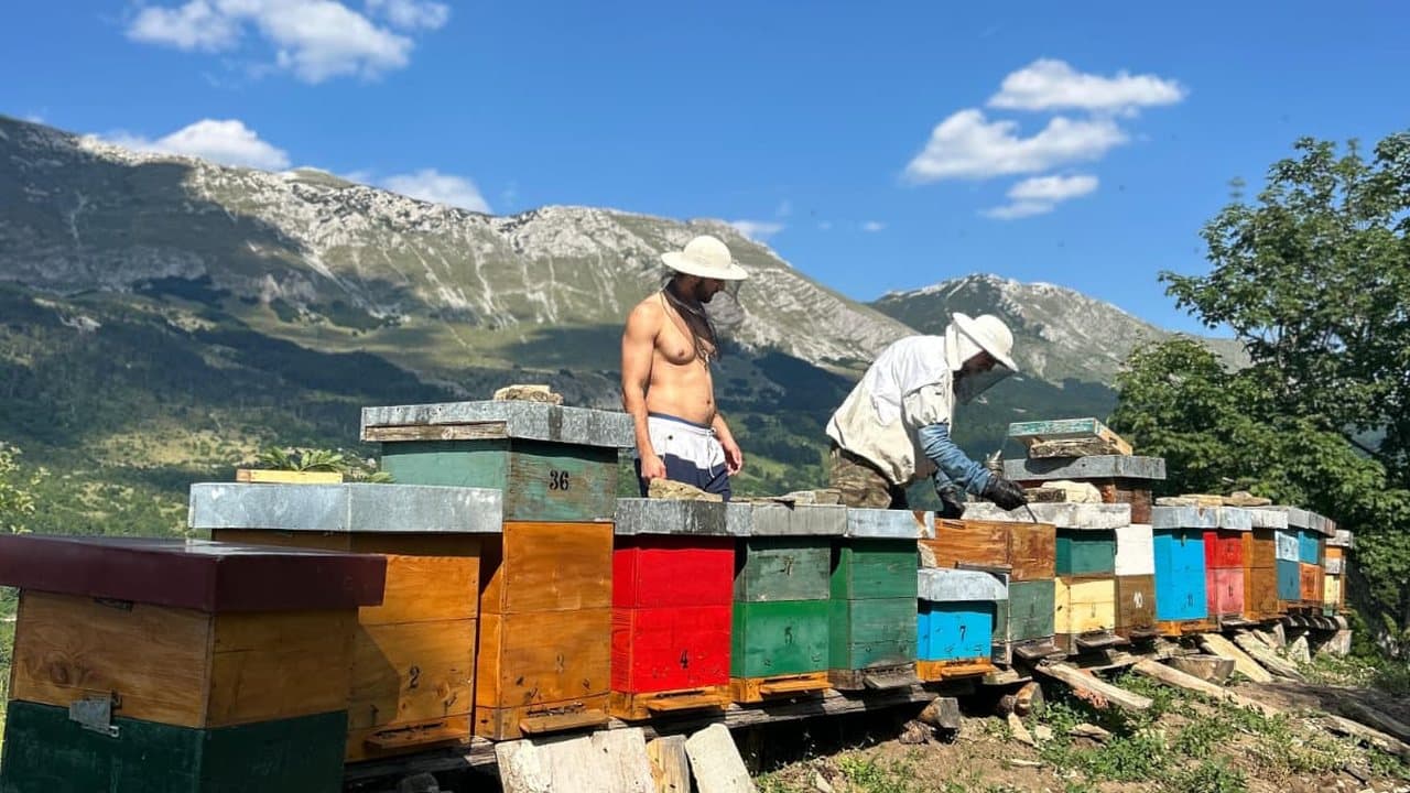 Apiary in Izgori 9