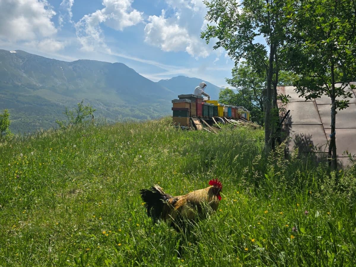 Fotografija sa pčelinjaka, Izgori 1