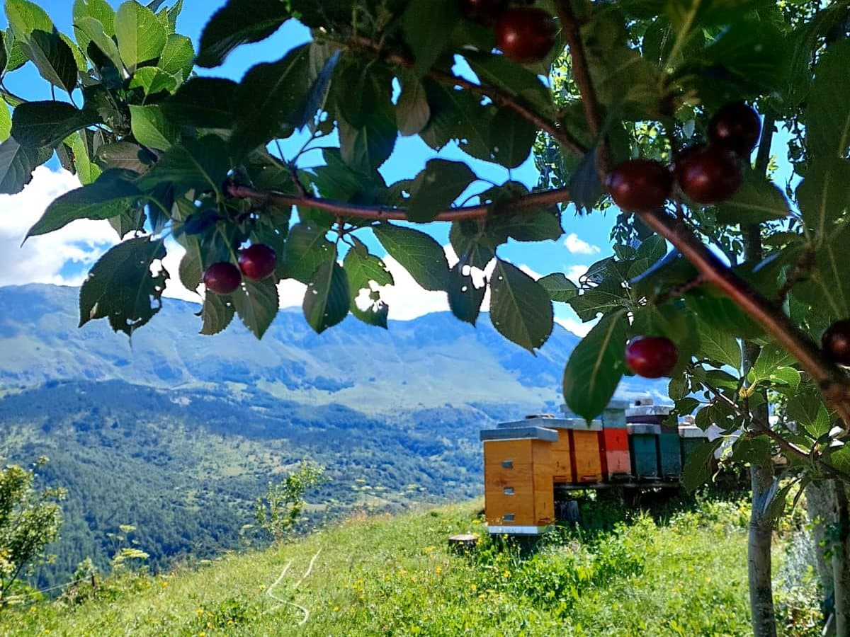 Photo from the apiary, Izgori 100