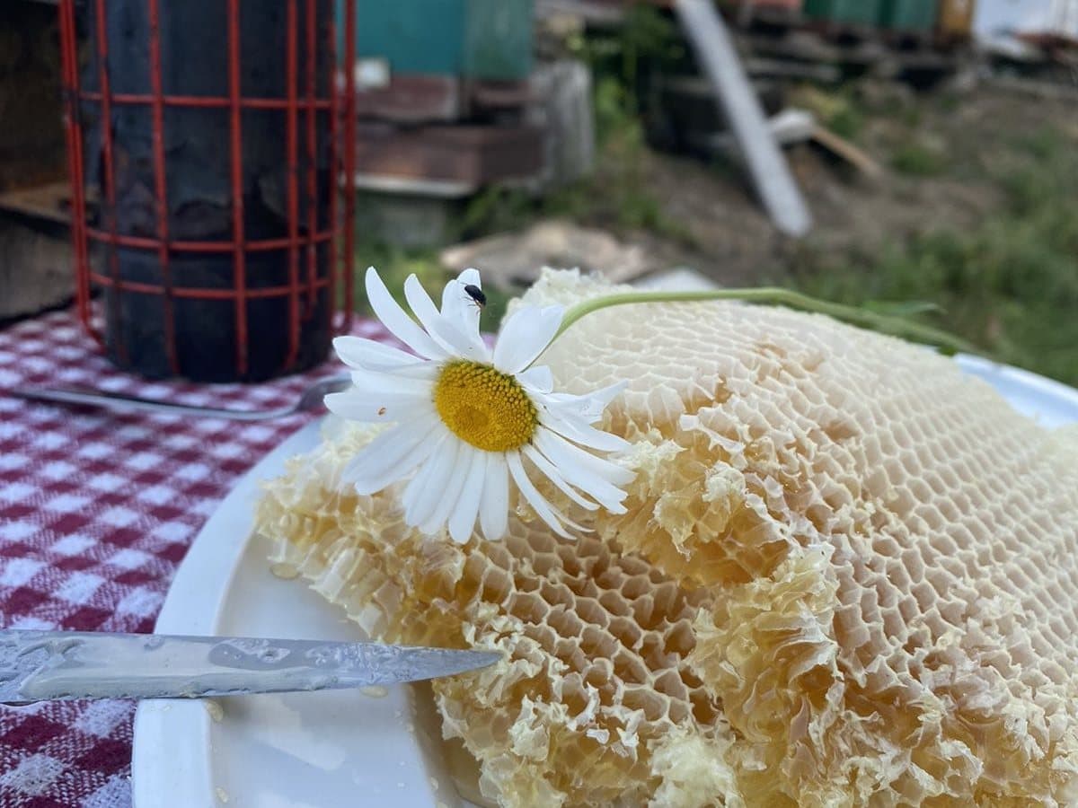 Fotografija sa pčelinjaka, Izgori 100