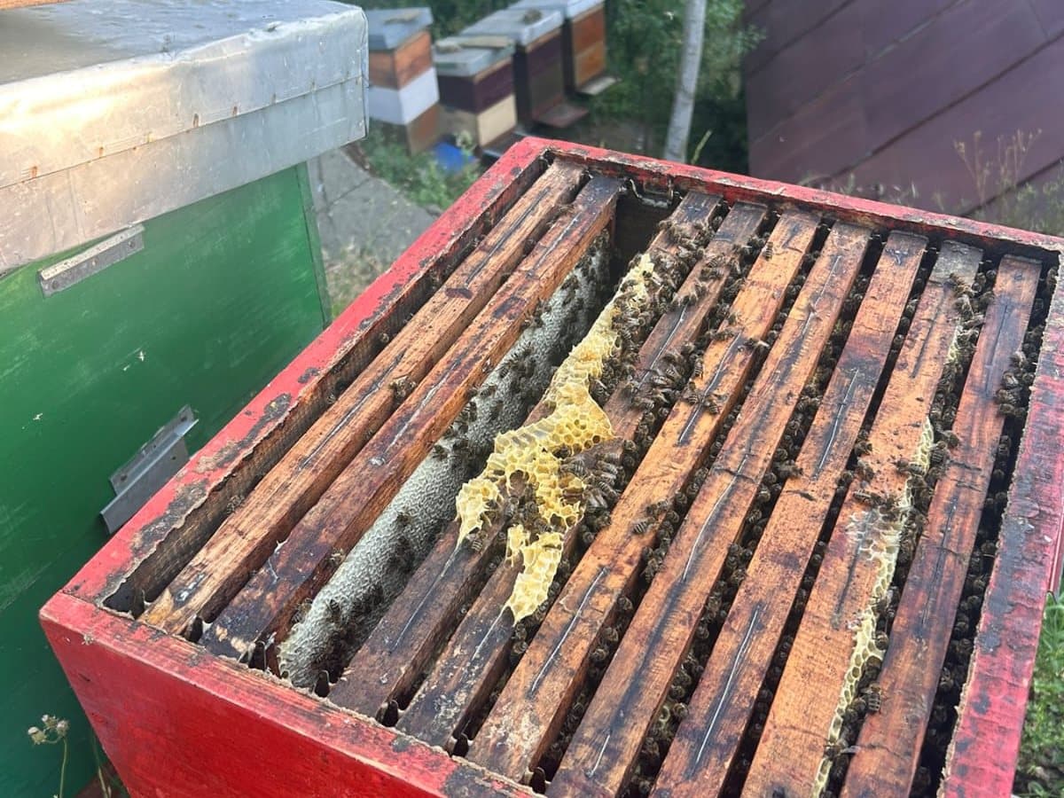 Photo from the apiary, Izgori 106