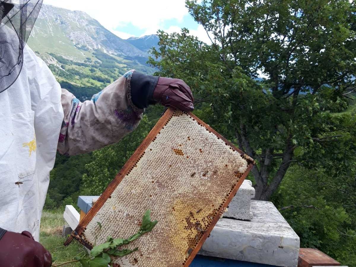 Fotografija sa pčelinjaka, Izgori 108
