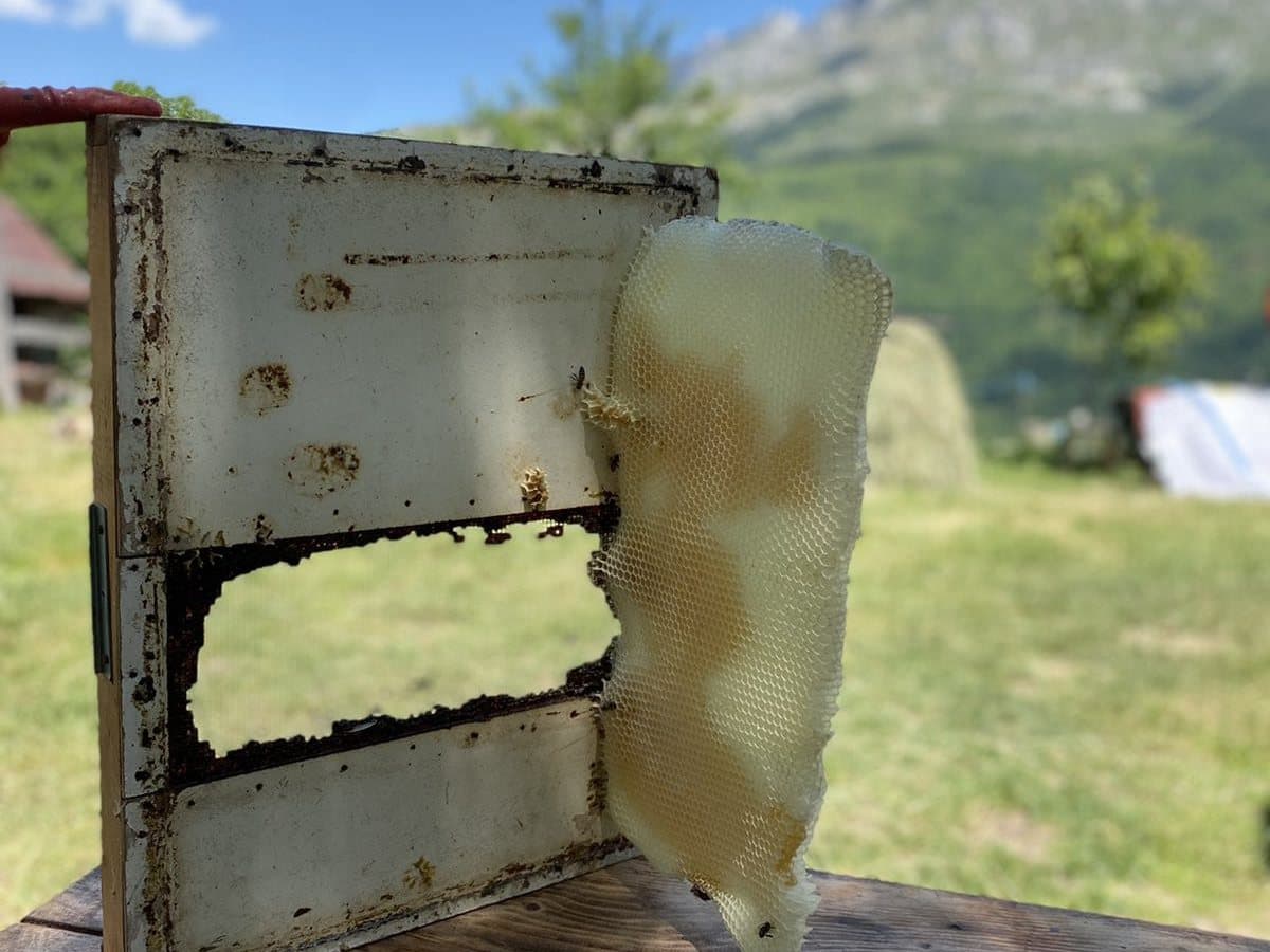 Photo from the apiary, Izgori 111