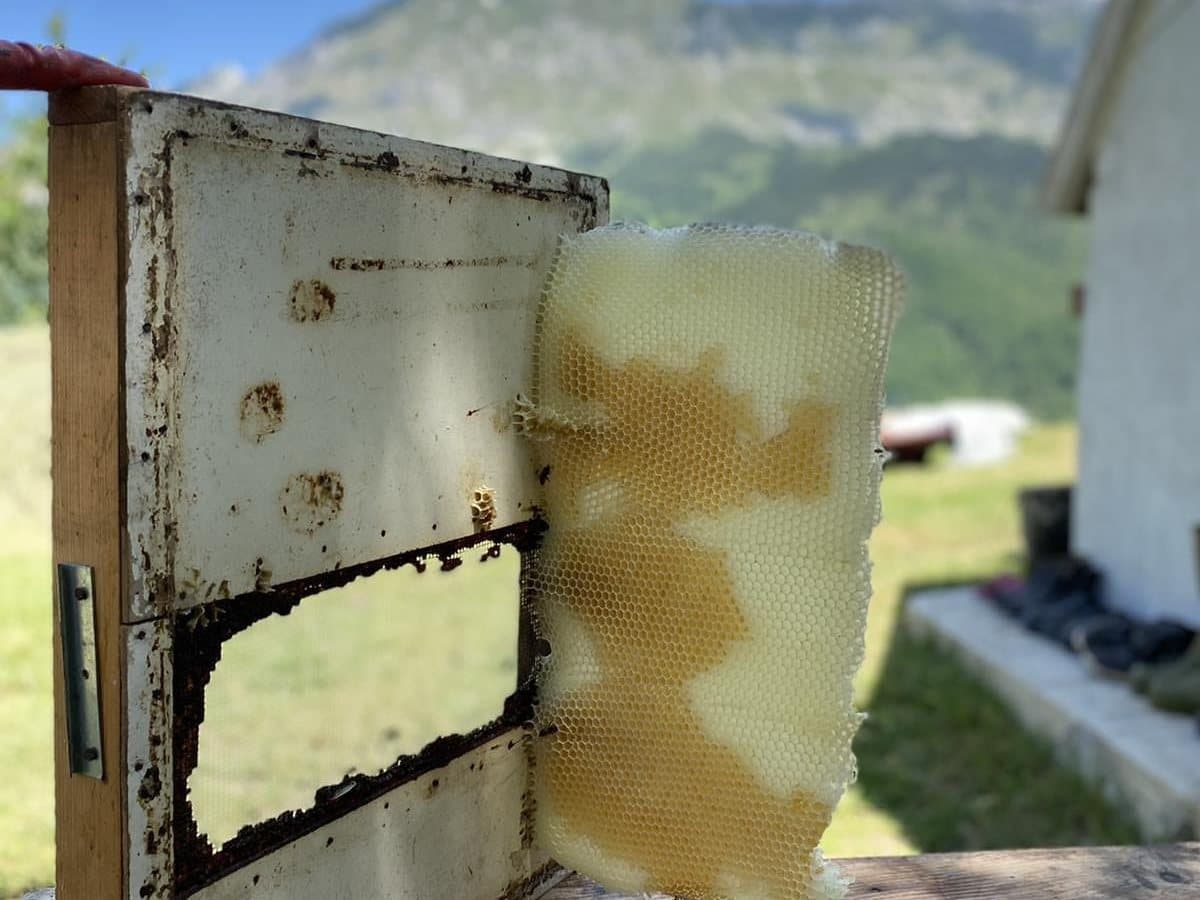Photo from the apiary, Izgori 116