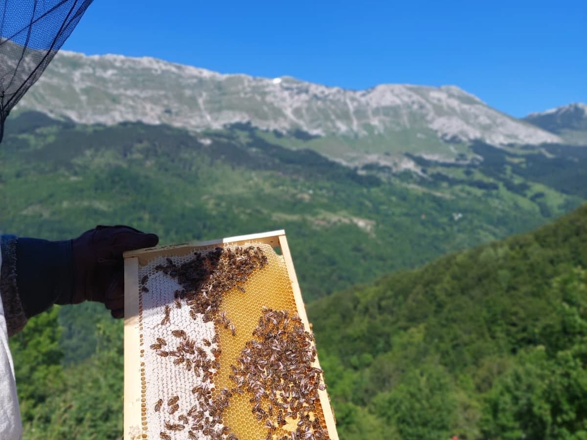 Fotografija sa pčelinjaka, Izgori 116