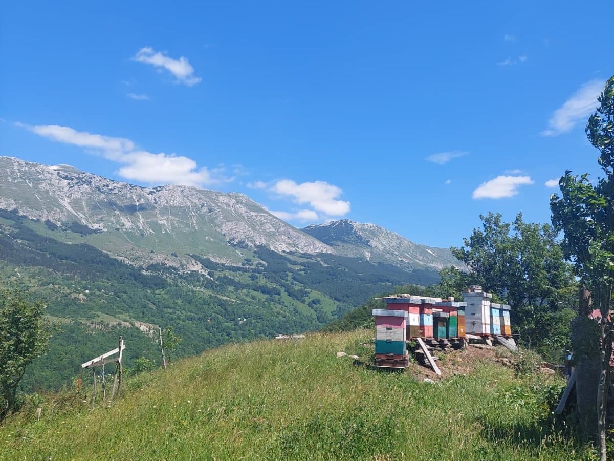 Fotografija sa pčelinjaka, Izgori 117