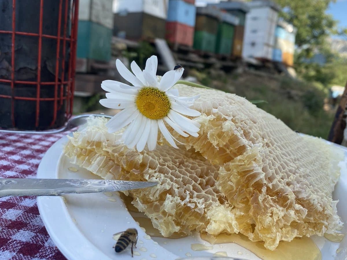 Photo from the apiary, Izgori 127