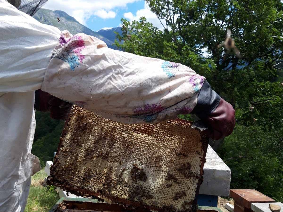 Photo from the apiary, Izgori 129
