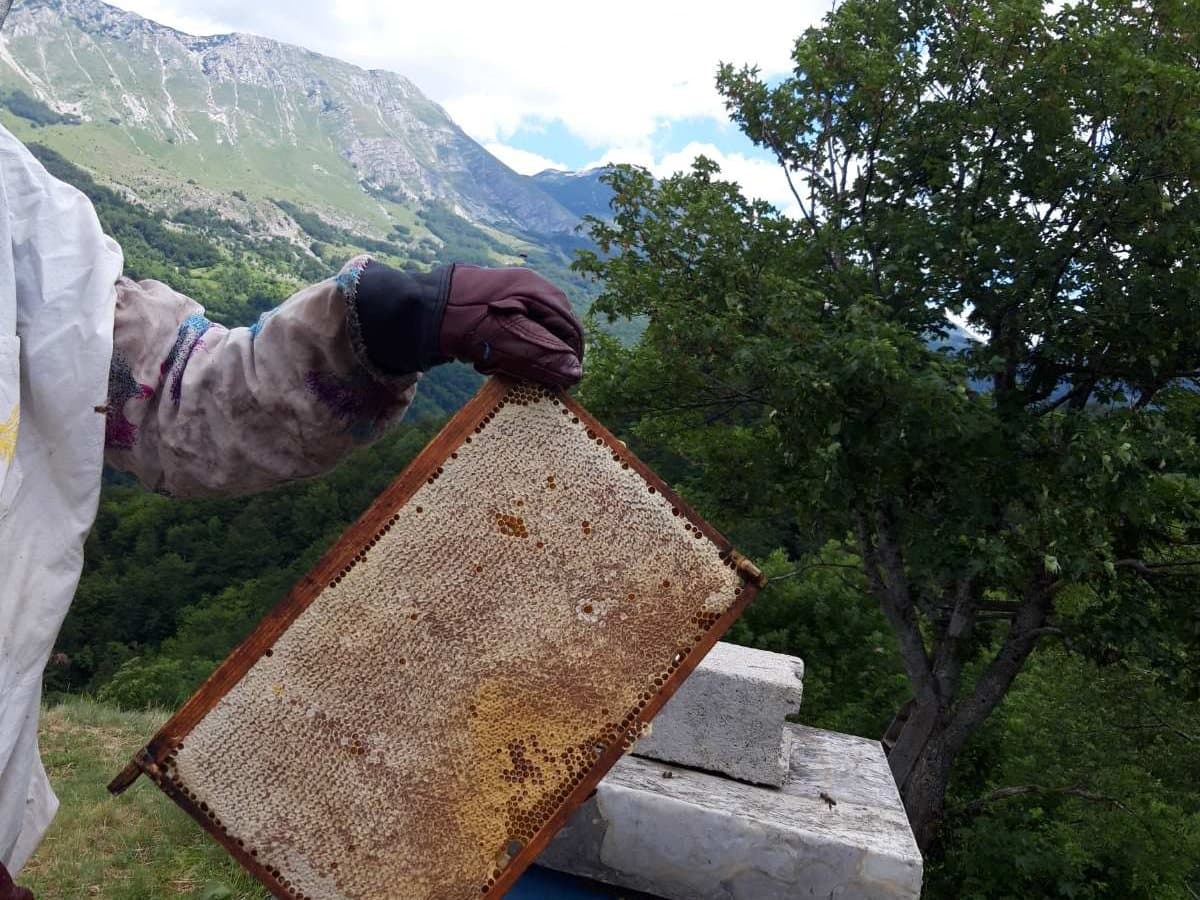Photo from the apiary, Izgori 131