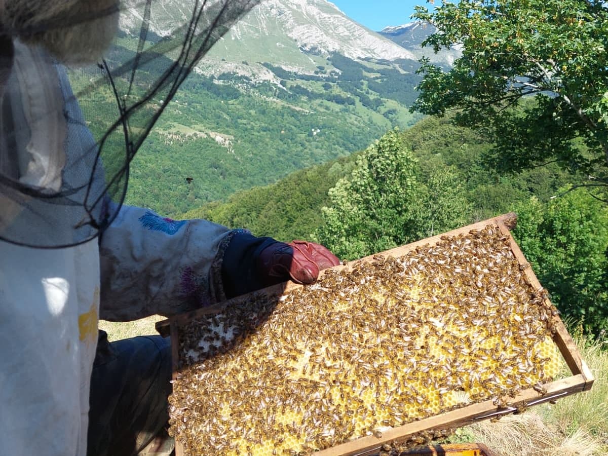 Photo from the apiary, Izgori 133
