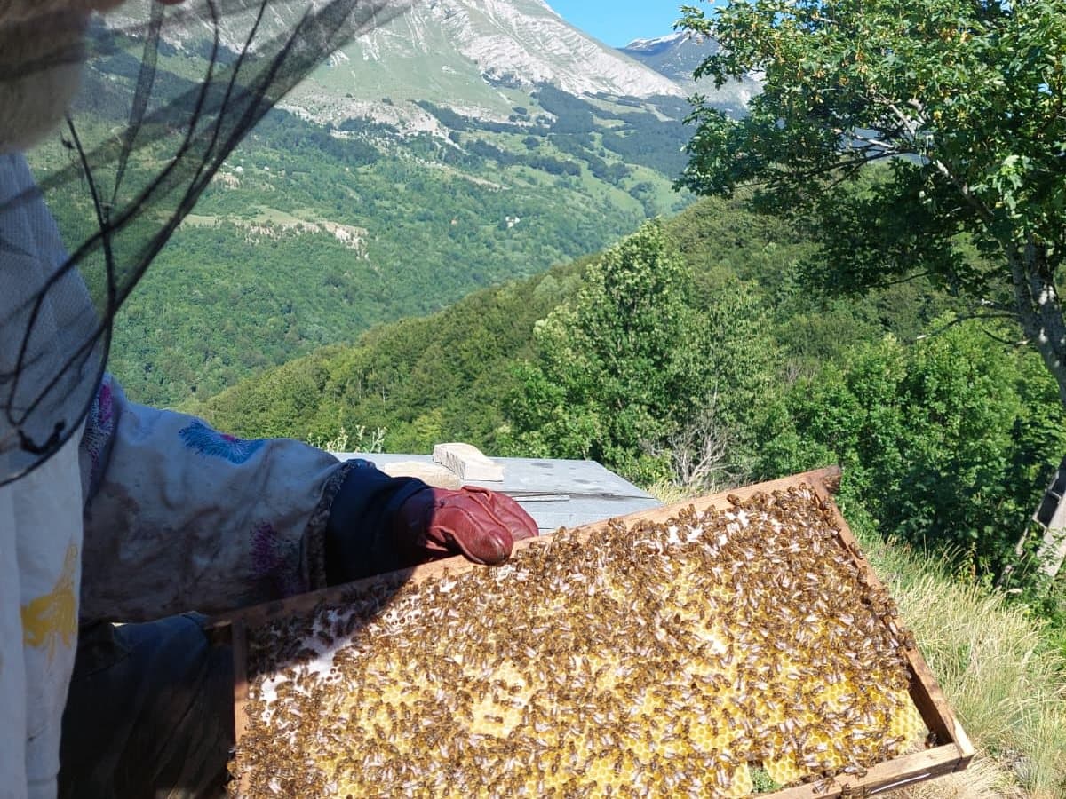 Photo from the apiary, Izgori 135