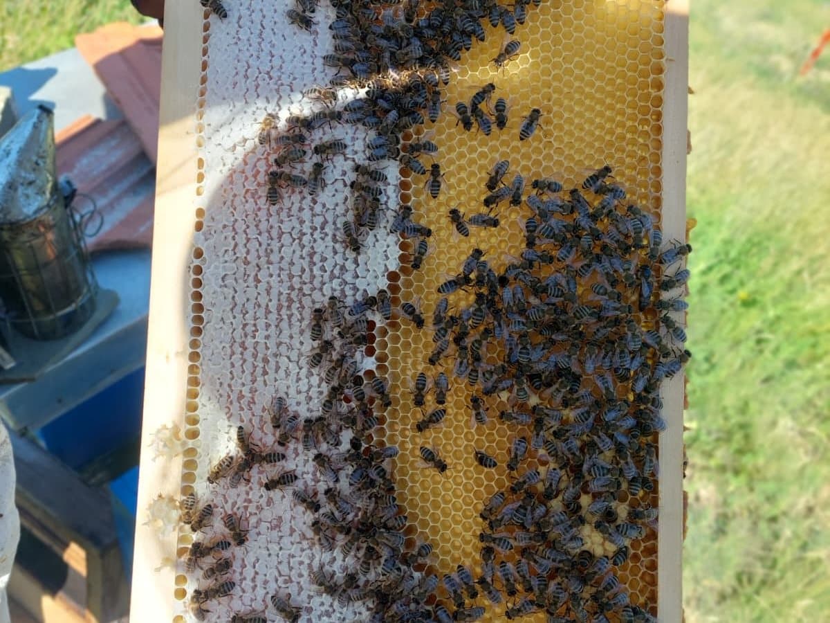 Photo from the apiary, Izgori 138