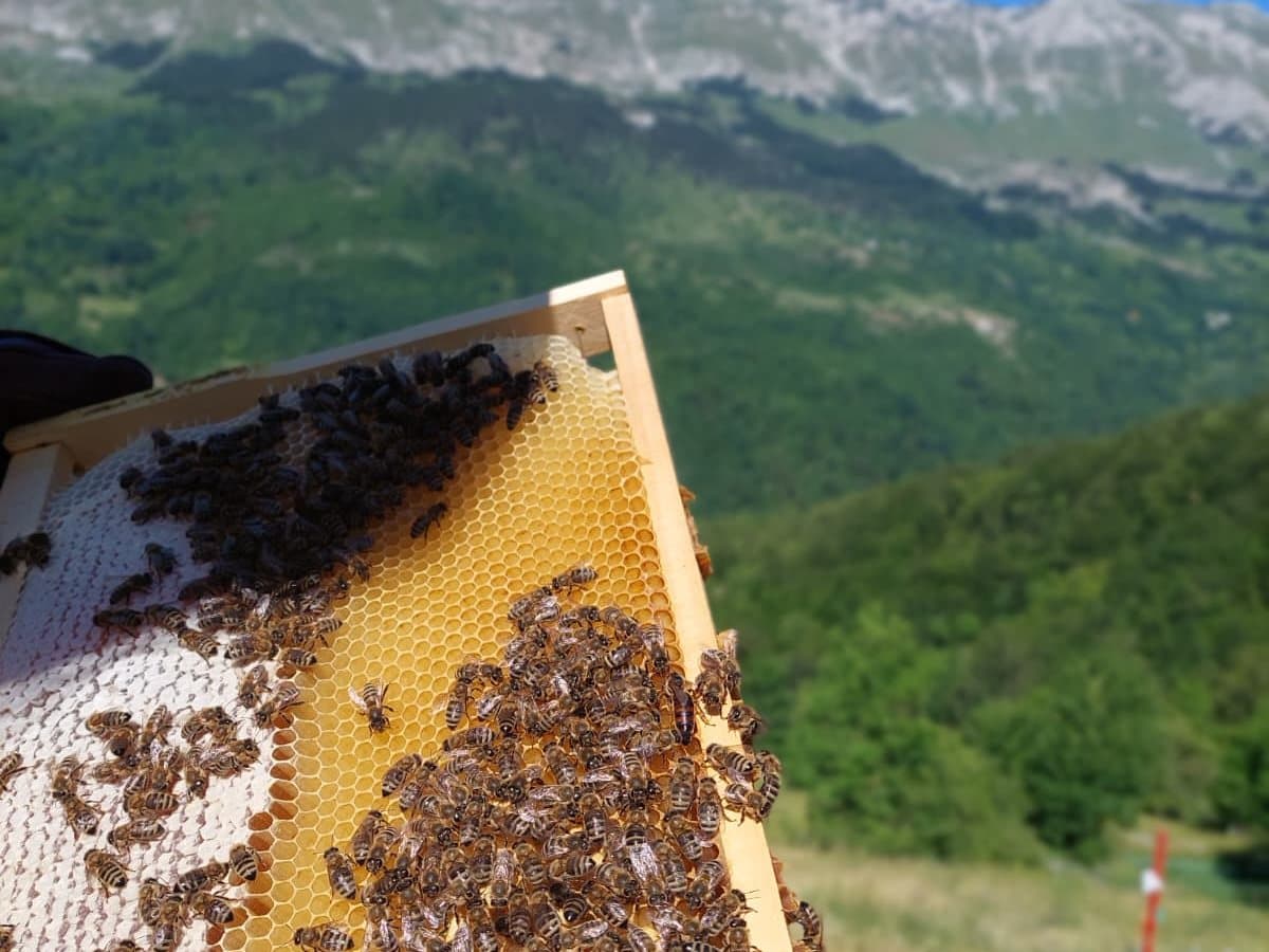 Photo from the apiary, Izgori 139