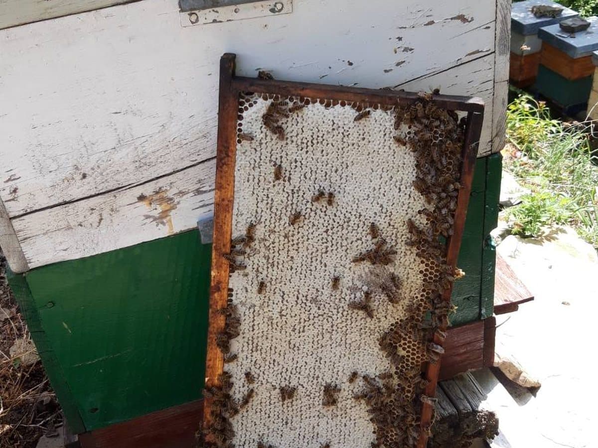 Photo from the apiary, Izgori 142