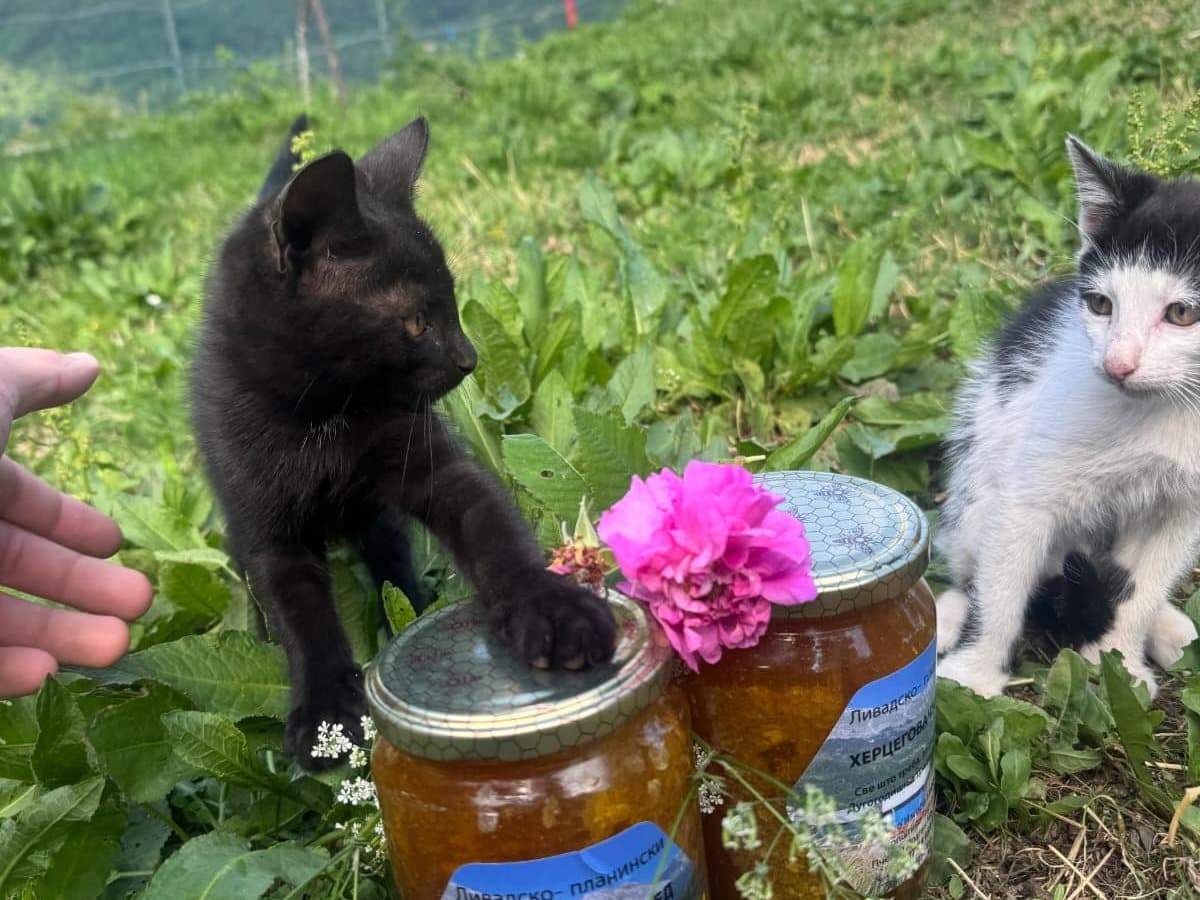 Fotografija sa pčelinjaka, Izgori 16