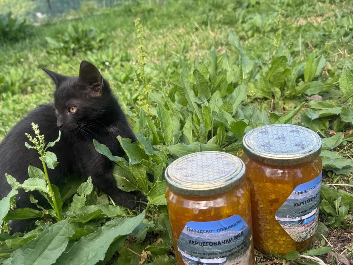 Photo from the apiary, Izgori 17