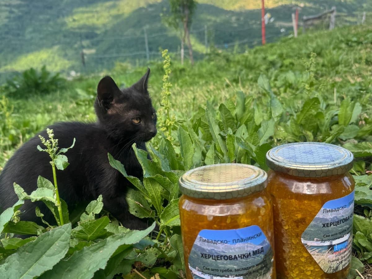 Photo from the apiary, Izgori 18