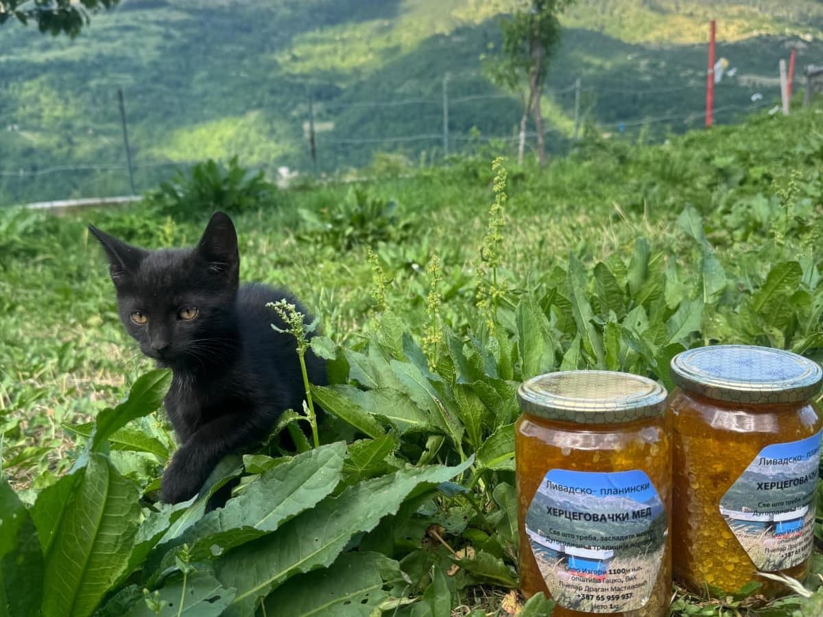 Photo from the apiary, Izgori 19