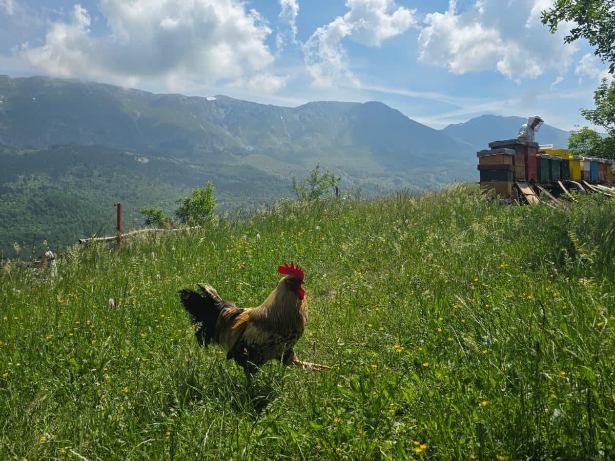 Fotografija sa pčelinjaka, Izgori 2