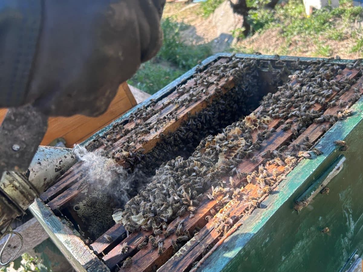 Photo from the apiary, Izgori 23