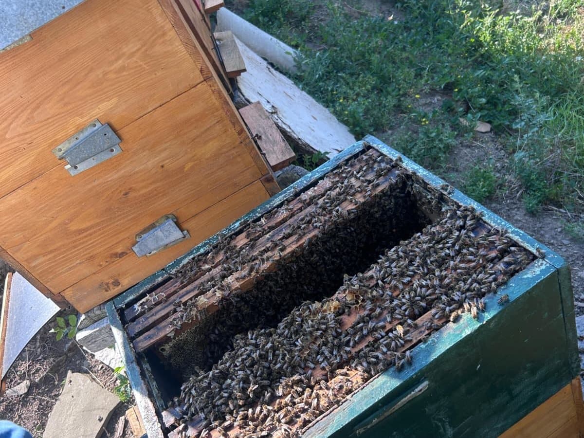 Photo from the apiary, Izgori 25