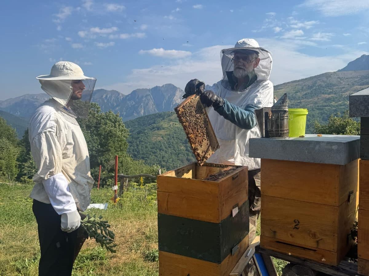 Photo from the apiary, Izgori 29