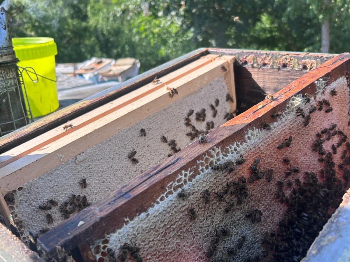 Photo from the apiary, Izgori 35