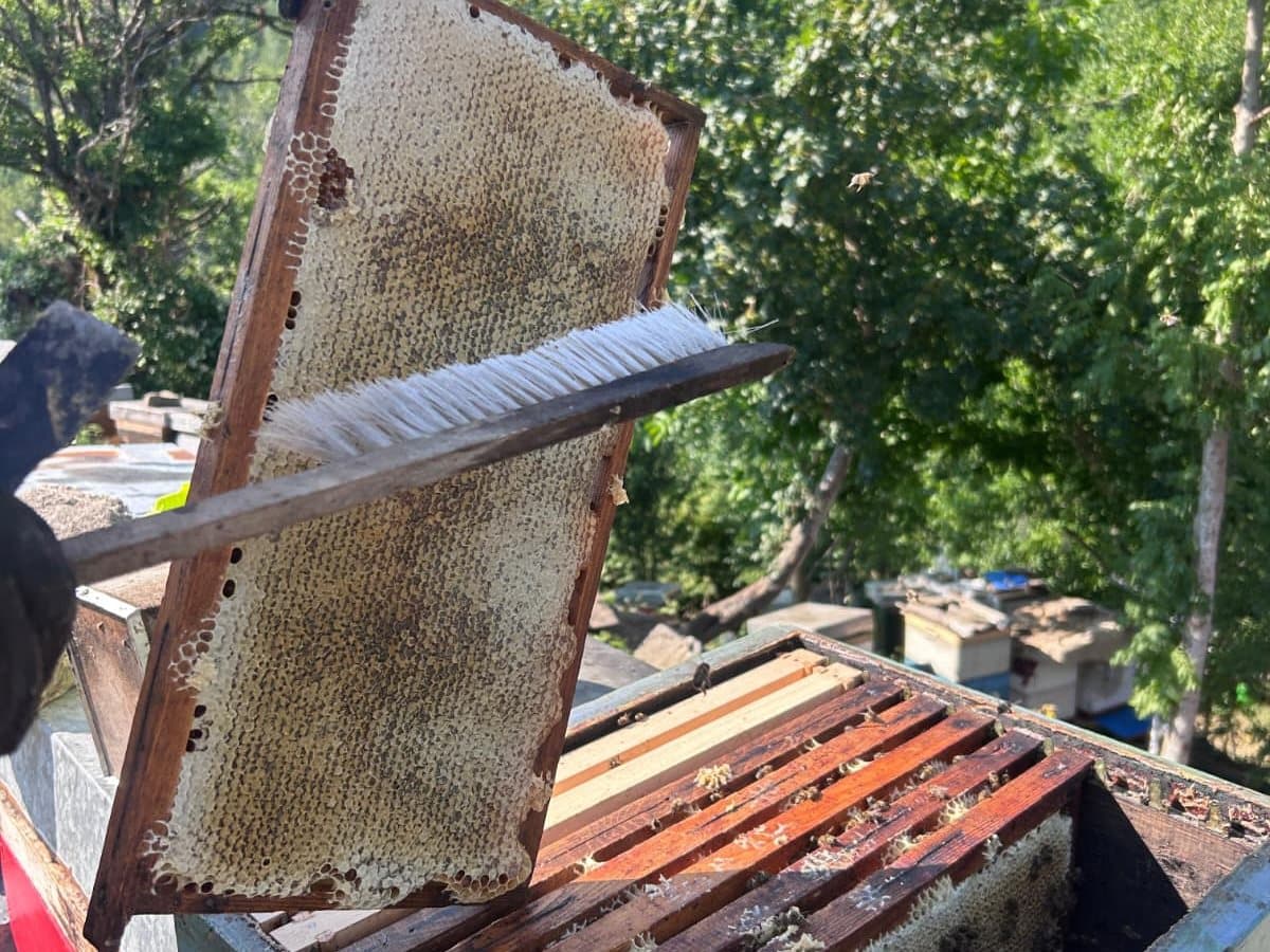 Photo from the apiary, Izgori 36