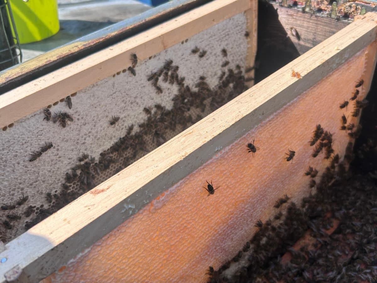 Photo from the apiary, Izgori 38