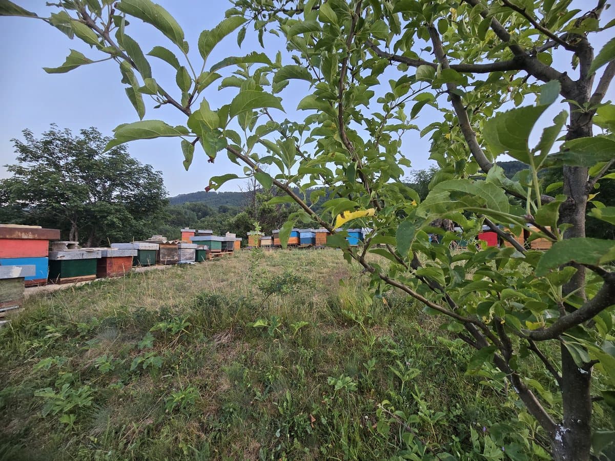 Fotografija sa pčelinjaka, Izgori 39