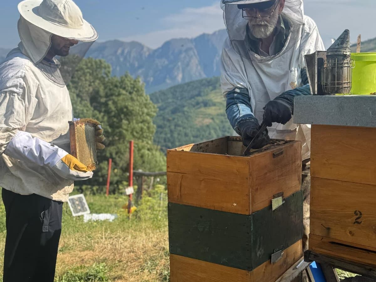 Photo from the apiary, Izgori 41