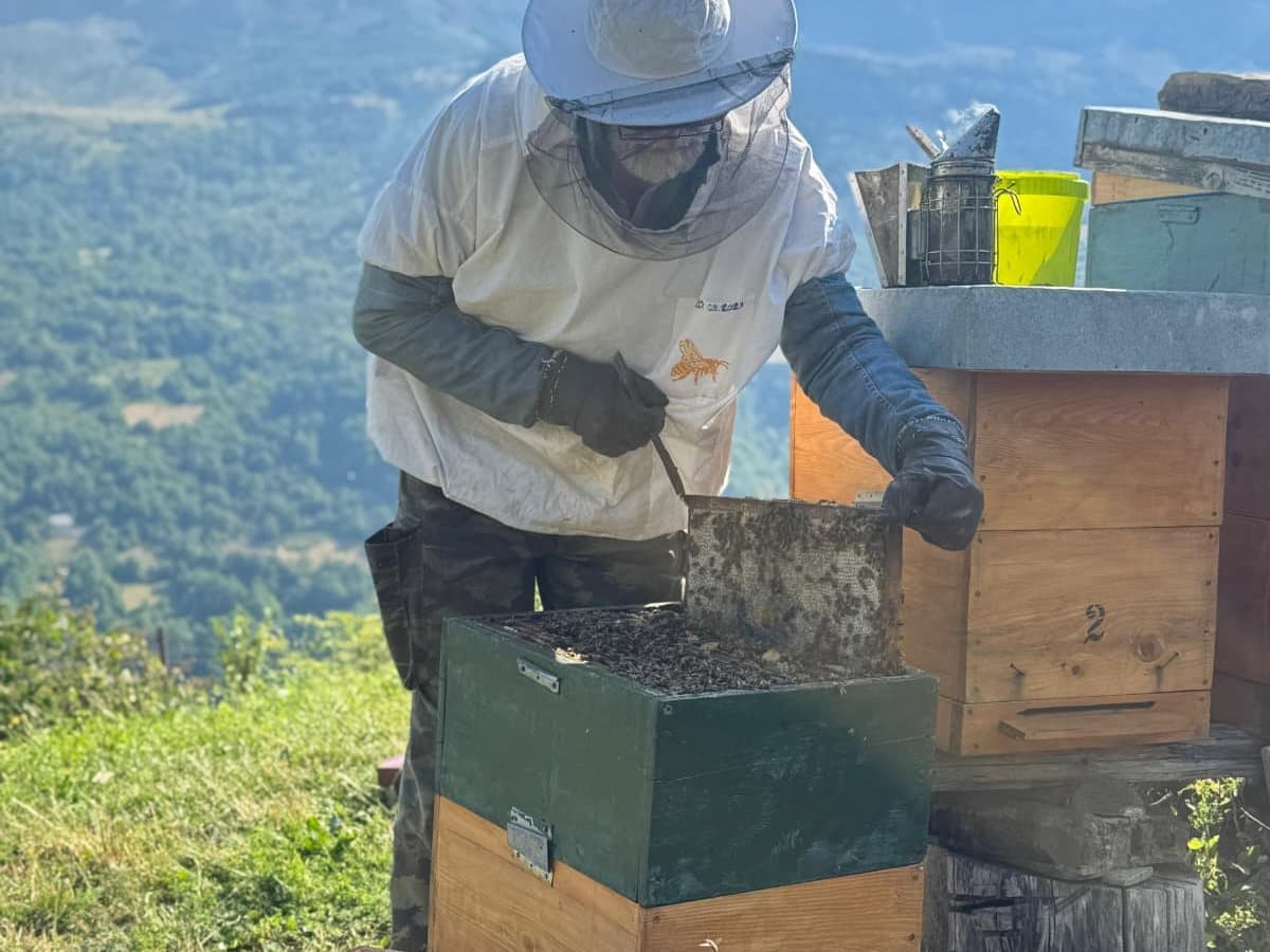 Photo from the apiary, Izgori 42