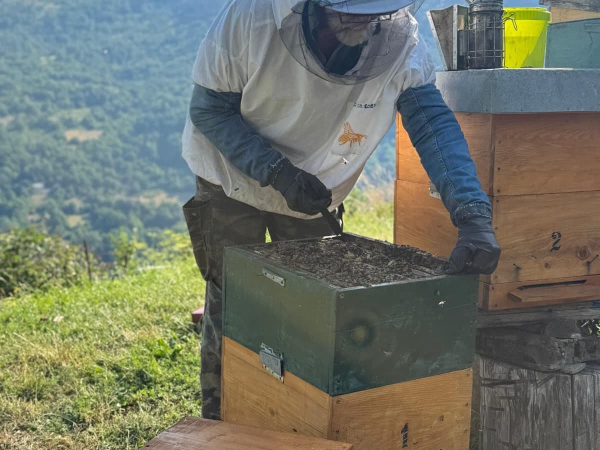 Photo from the apiary, Izgori 43