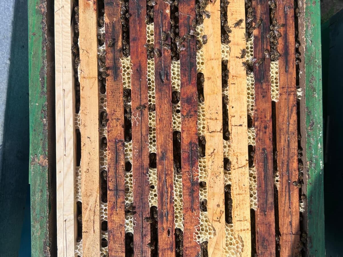 Photo from the apiary, Izgori 44