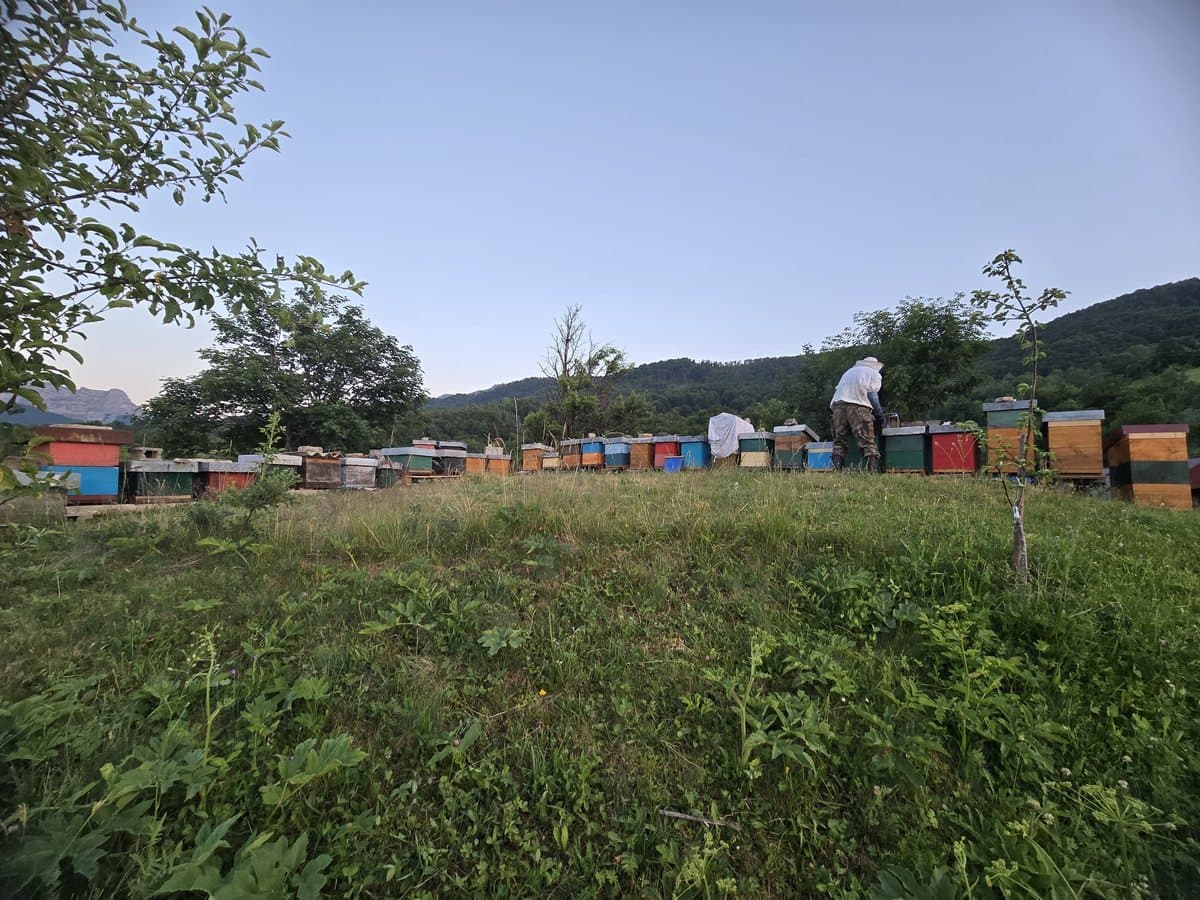 Photo from the apiary, Izgori 47