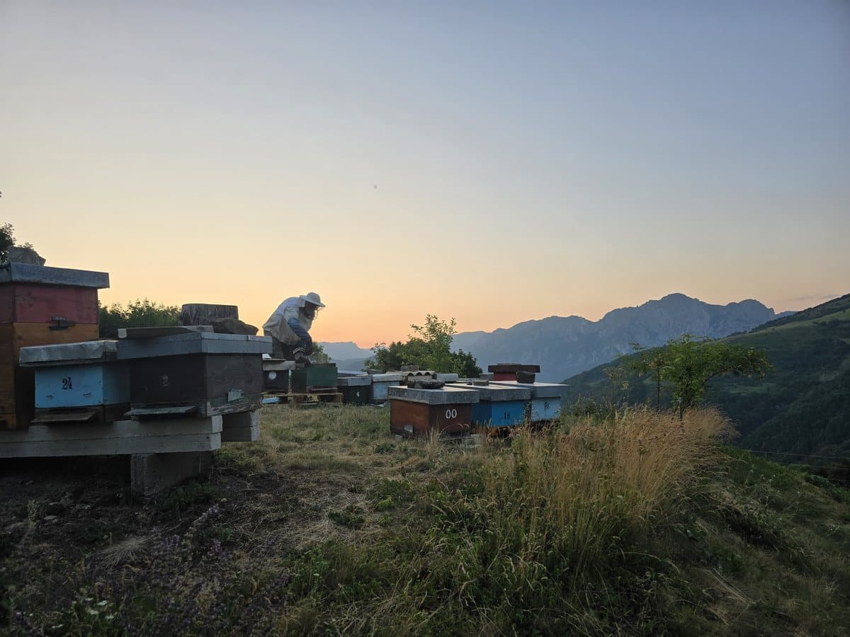 Photo from the apiary, Izgori 49