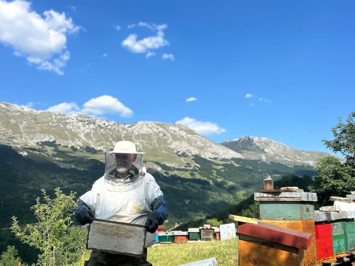 Photo from the apiary, Izgori 59