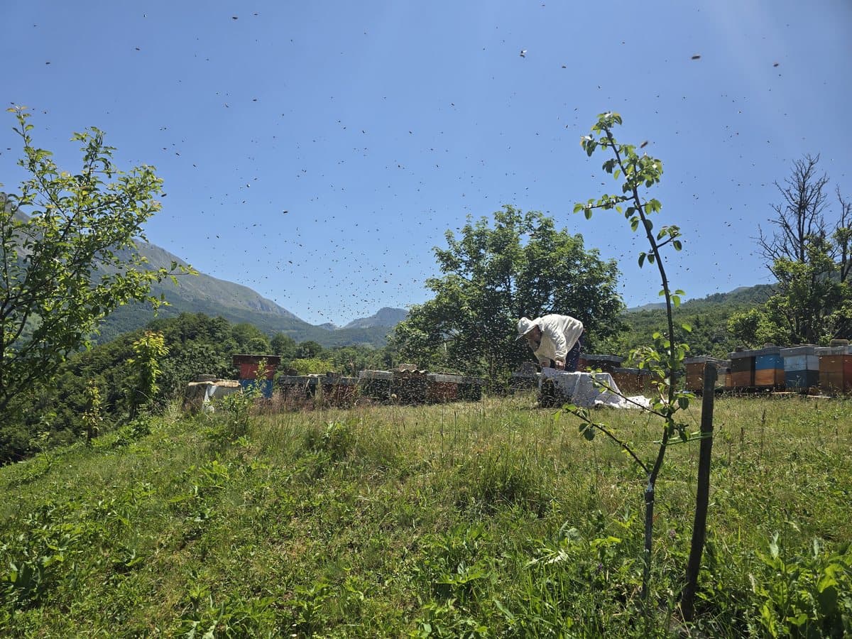 Fotografija sa pčelinjaka, Izgori 63