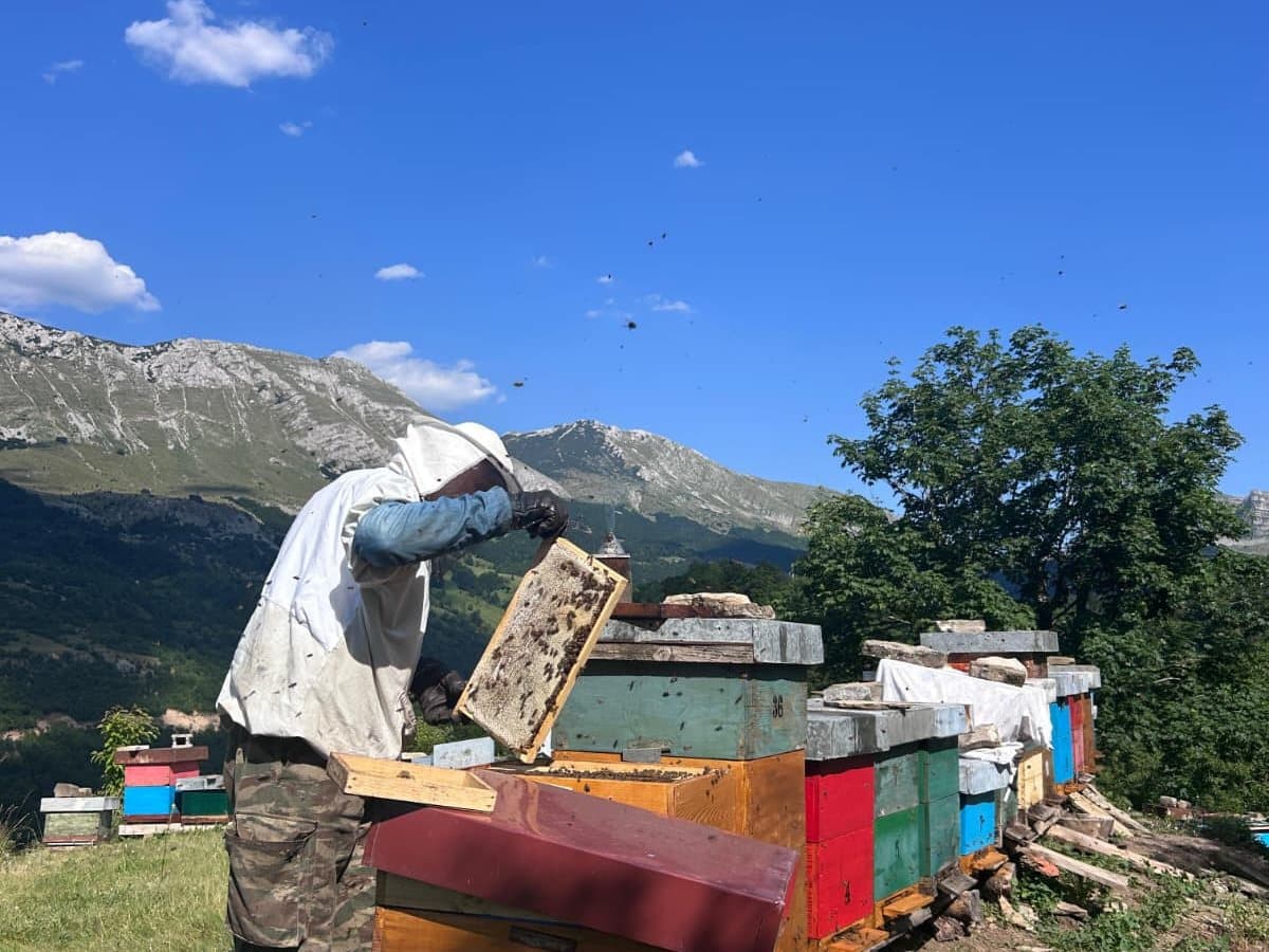 Photo from the apiary, Izgori 64