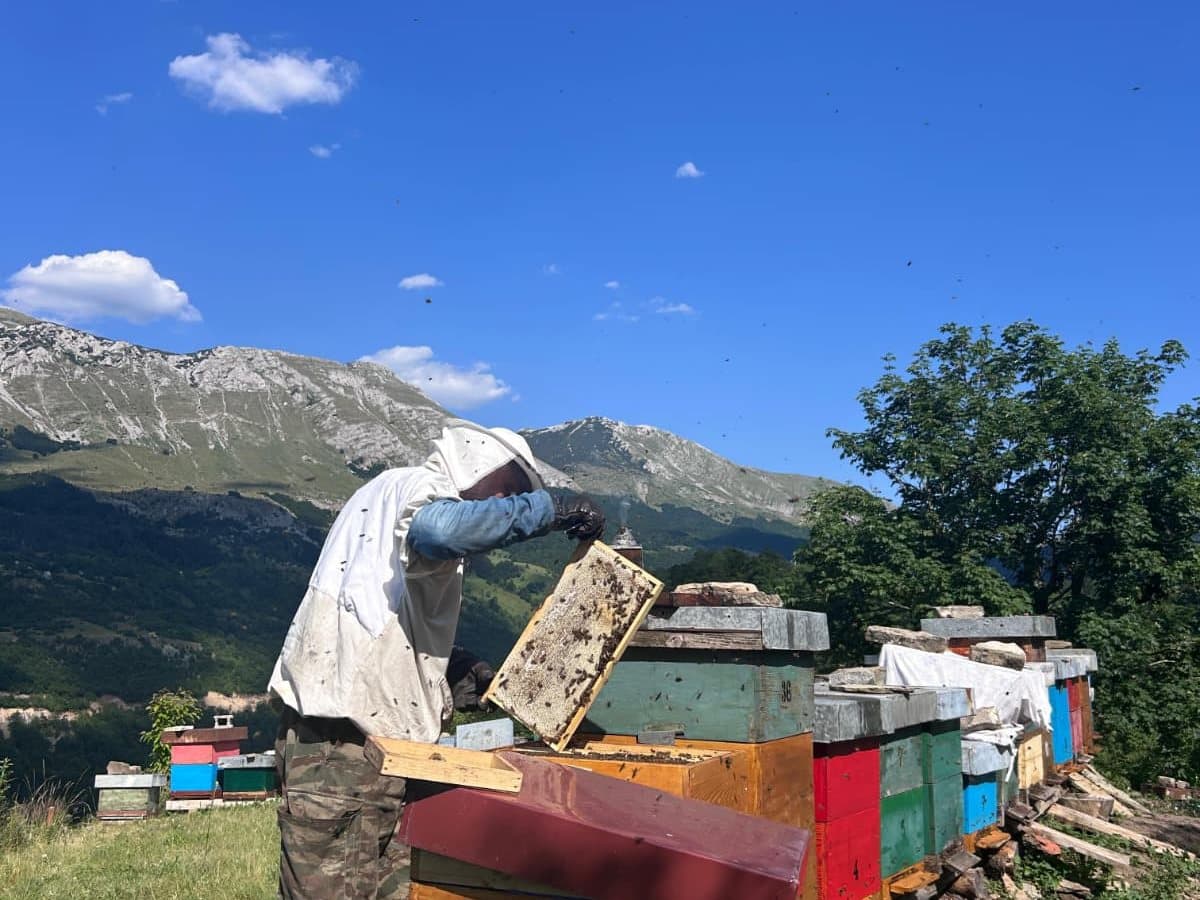 Photo from the apiary, Izgori 65